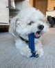 Show in main carousel: Nylabone Moderate Chew FlexiChew Dental Chew Toy, Textured Bone, Chicken, Small  slide 10 of 12