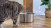 Show in main carousel: PawsPik PureFlow MAX Stainless Steel Curve Dog & Cat Water Fountain, 3.2-liter slide 11 of 12