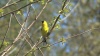 Show in main carousel: Lyric Finch Small Songbird Wild Bird Food, 20-lb bag slide 10 of 11