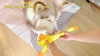 Show in main carousel: FUUFOME Duck Chew Dog Toy slide 8 of 8