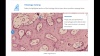 Bone histology hotspot | Anatomy Collection | Lt