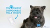 Show in main carousel: Paw Inspired Ultra Protection Disposable Belly Band Male Dog Wraps, Medium: 18 to 23.5-in waist, 12 count slide 8 of 9