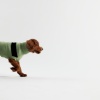 Show in main carousel: GF Pet Catalyst Solid Dog Sweater, Green, XXXX-Large slide 6 of 7