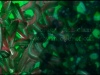 New York Kino Part I thumbnail