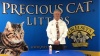 Show in main carousel: Dr. Elsey's Precious Cat Urine Removal Program with Aromatherapy, 16-fl oz bottle slide 7 of 7