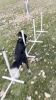 Show in main carousel: Better Sporting Dogs 5 Piece Complete Starter Dog Agility Set slide 10 of 12
