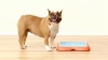 Show in main carousel: Nina Ottosson by Outward Hound Challenge Slider Dog Toy, Blue & Orange slide 9 of 11