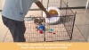 Show in main carousel: FXW Minipaws Expandable Indoor & Outdoor Dog Playpen, Black, 24-in, 16-panel slide 7 of 9