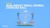 Show in main carousel: Kaytee Run-About Small Animal Exercise Ball, 7-in slide 9 of 12