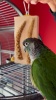 Show in main carousel: Polly's Pet Products Cactus Snack Millet Double Bird Treats slide 9 of 9