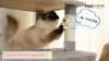 Show in main carousel: PAWZ Road Multi-Level 64-in Cat Tree Tower with 2 Soft Top Perches, 2 Caves & 5 Sisal Scratching Posts, Beige slide 10 of 10