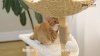 Show in main carousel: PAWZ Road 40-in Modern Luxury Curved Bed Fleece Cat Tree & Condo, White slide 9 of 10