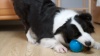 Show in main carousel: allforpaws Motion Activated Ball Dog Toy, Blue, 3.3-in slide 11 of 12