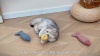 Show in main carousel: Potaroma Crinkle Fish Cat Toys with Catnip, Multi-Color, 7.8-in, 3 count slide 7 of 8