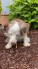 Show in main carousel: Rena's Recipe Chicken Twisty Sticks Dog Chew Treats, 8-oz bag, 1 count slide 8 of 8