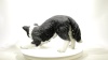 Show in main carousel: Hi-Line Gift Dog-Border Collie Statue, 13-in slide 8 of 8