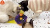 Show in main carousel: Migipaws Interactive Sensor-Activated Halloween Cat Toy slide 9 of 10