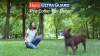 Show in main carousel: Hartz UltraGuard Pro Reflecting Flea & Tick Collar for Dogs & Puppies, 1 Collar (7-mos. supply) slide 13 of 14