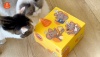 Show in main carousel: Migipaws Migibox Plus Automatic Electronic Motion Cat Toy, Yellow slide 8 of 8