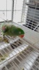Show in main carousel: Polly's Pet Products Ultimate Millet Green Apple Flavor Bird Treat slide 4 of 4