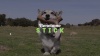 Show in main carousel: Benebone Bacon Stick Tough Dog Chew Toy, Large slide 9 of 10