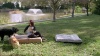 Show in main carousel: Big Barker 7" Sleek Orthopedic Pillow Dog Bed with Removable Cover, Chocolate, Large slide 10 of 11
