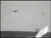 Charlie II thumbnail