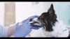 Show in main carousel: Sileo (dexmedetomidine oromucosal) Oromucosal Gel for Dogs, 0.09-mg/mL, 3-mL slide 7 of 8