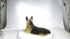 Show in main carousel: Hi-Line Gift Lying Down German Shepherd Statue, 16.14-in slide 8 of 8