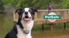 Show in main carousel: PetSafe Remote Trainer Dog Collar, 900-yd, Standard slide 10 of 14
