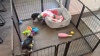 Show in main carousel: FXW Homeplus Indoor Dog Playpen, 32-in, 12-panel slide 8 of 9