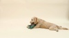 Show in main carousel: Fringe Studio Surfer Bro Rex Plush Dog Toy slide 4 of 4