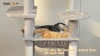 Show in main carousel: PAWZ Road 64-in Large Hammock Fleece Cat Tree & Condo, Medium, Gray slide 9 of 9