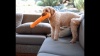 Show in main carousel: GURU Fry Guys Tuff! ‘Hayley’ Squeaky Crinkle Plush Dog Toy slide 4 of 4