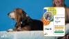 Show in main carousel: DNA My Dog Essential + Health Breed Identification Test slide 9 of 9
