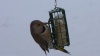 Show in main carousel: C&S High Energy Suet Wild Bird Food, case of 8 slide 12 of 13
