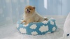 Show in main carousel: Lesure Calming Cute Modern Plush Jacquard Shaggy Orthopedic Anti-Slip Donut Dog & Cat Bed with Removable Cover, Blue, Medium slide 7 of 9