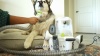 Show in main carousel: PawsPik GroomingPro Rx Professional 7-in-1 Dog & Cat Vacuum & Grooming Kit slide 10 of 11