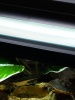 Show in main carousel: REPTI ZOO T5 HO UVB Reptile Lighting Combo Kit, 39-watt slide 7 of 8