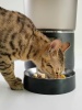 Show in main carousel: Bueteka Smart Feed Automatic Programmable Anti-Jamming Food Design Timed Cat Feeder, 4-lit, White slide 10 of 11