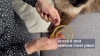 Show in main carousel: ALZOO Natural Plant Based Flea & Tick Collar for Cats slide 7 of 8