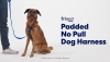 Show in main carousel: Frisco Padded No Pull Dog Harness, Blue, M- Girth 22 to 34-in slide 8 of 10