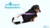Show in main carousel: Paw Inspired Dog Diaper Suspenders, X-Small/Small slide 10 of 11