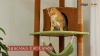 Show in main carousel: PAWZ Road 101.6-in Adjustable Polyester Floor-to-Ceiling Cat Tree & Condo, Beige slide 8 of 8
