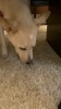 Show in main carousel: Rena's Recipe Chicken Fillet Sticks Dog Chew Treats, 8 count slide 8 of 8