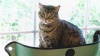 Show in main carousel: K&H Pet Products EZ Mount Kitty Sill Cat Window Perch, Tan slide 11 of 12