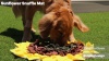 Show in main carousel: Injoya Sunflower Dog & Cat Snuffle Mat, Yellow, Small slide 5 of 5