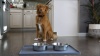 Show in main carousel: Leash Boss Splash Tall Lip Dog Food Mat, Navy, Medium/Large slide 9 of 10