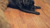 Show in main carousel: Up Dog Shop The Odin Treat Dispensing Dog Toy, Slate Grey slide 9 of 9