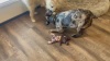 Show in main carousel: Piggy Poo and Crew Chihuahua Paper Crinkle Squeaker Pig Toy, 2 count slide 3 of 4